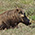 Warthog, Addo Elephant Park