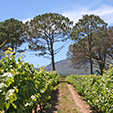 Winery between Stellenbosch und Franschoek