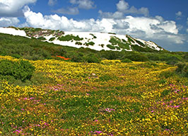 Blumenteppich im West Coast National Park