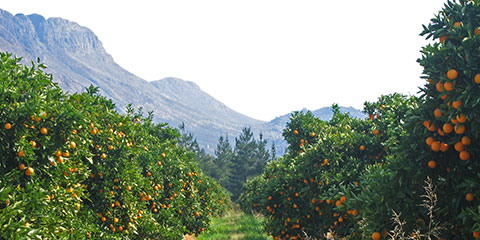 Plantations of oranges at the Citrusdal