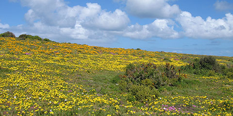 Carpets of flowers at the West Coast National Park