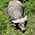 Wasserbüffel, Addo Elephant Park