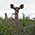 Kudu, Addo Elephant Park