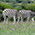 Zebras, Bock, Addo Elephant Park