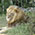 Lion, Addo Elephant Park
