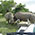 Rhinoceros, Scotia Park