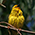 Webervogel, West Coast National Park