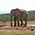 Elefant und Warzenschweine, Addo Elephant Park