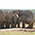Elefantenherde, Addo Elephant Park