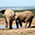 Elefanten, Addo Elephant Park