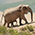 Elefantenmutter mit Jungem, Addo Elephant Park