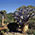 Drachenbaumat im Kirstenbosch Botanischen Garten