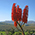 Blüte einer Aloe Forex