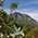 Natur pur - Viele Fynbos Pflanzen